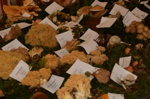 Kljub slabi gobarski sezoni lepa bera gob na razstavi 8